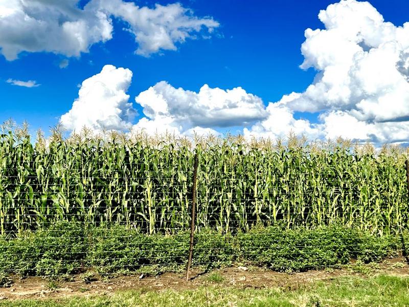 0 Bedroom Property for Sale in Bethlehem Rural Free State